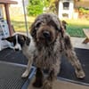 Todor,freundlicher Lagotto Rüde geb.2023