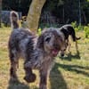 Todor,freundlicher Lagotto Rüde geb.2023