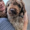 Todor,freundlicher Lagotto Rüde geb.2023