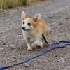 Karsci, fröhlicher Welsh Corgi Rüde