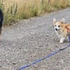 Karsci, fröhlicher Welsh Corgi Rüde