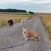 Karsci, fröhlicher Welsh Corgi Rüde