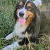 Virag,hübsche Australian Shepherd Hündin