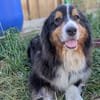 Virag,hübsche Australian Shepherd Hündin