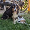 Virag,hübsche Australian Shepherd Hündin