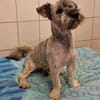 Luis, traumhafter Rüde sucht aktive Familie