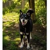 Aiko - wartet in 83052 Bruckmühl