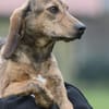 Cookie - kleine Spürnase sucht Zuhause