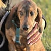 Cookie - kleine Spürnase sucht Zuhause