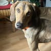 Cookie - kleine Spürnase sucht Zuhause