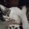 ROXANNE (réservé)