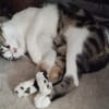 ROXANNE (réservé)