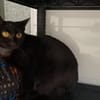 MIMI