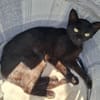 BASTET