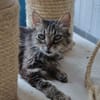 Lys (en cours d'adoption)