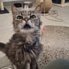 Lys (en cours d'adoption)
