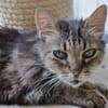 Lys (en cours d'adoption)