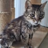 Lys (en cours d'adoption)