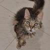 Lys (en cours d'adoption)