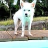 Lili puce, la mini puce