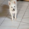 Lili puce, la mini puce
