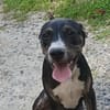 Darwin, je suis très câlin et très joueur
