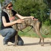 TRIANA belle galga bringée