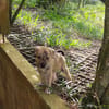 Un BIJOU en or !