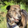 PLZ 29574: Lieber, verschmuster Jack