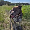 PLZ 29574: Lieber, verschmuster Jack