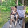 PLZ 29574: Lieber, verschmuster Jack