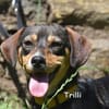 TRILLI