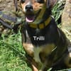 TRILLI