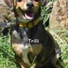 TRILLI