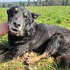 Jargo sucht hundeerfahrene Menschen