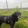 Zuhause gesucht für Nistru
