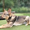 Bailey sucht seine Für-Immer-Familie