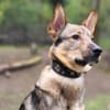 Bailey sucht seine Für-Immer-Familie