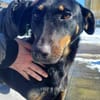 Nuts, traumhaft liebe Doberman Mix Hündin