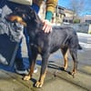 Nuts, traumhaft liebe Doberman Mix Hündin