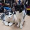 Zeya & Charlie Dreamteam sucht  Familie