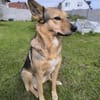 Maja sucht ein erfahrenes Zuhause