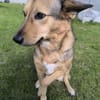Maja sucht ein erfahrenes Zuhause
