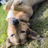 Maja sucht ein erfahrenes Zuhause