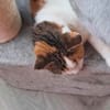 Luna wartet auf ein Zuhause für immer