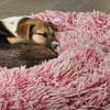 Bonnie - kinderlieber Familienhund
