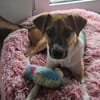 Bonnie - kinderlieber Familienhund