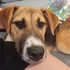 Bonnie - kinderlieber Familienhund