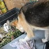 Bonnie - kinderlieber Familienhund