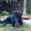 Robbie sucht  sein eigenes Körbchen